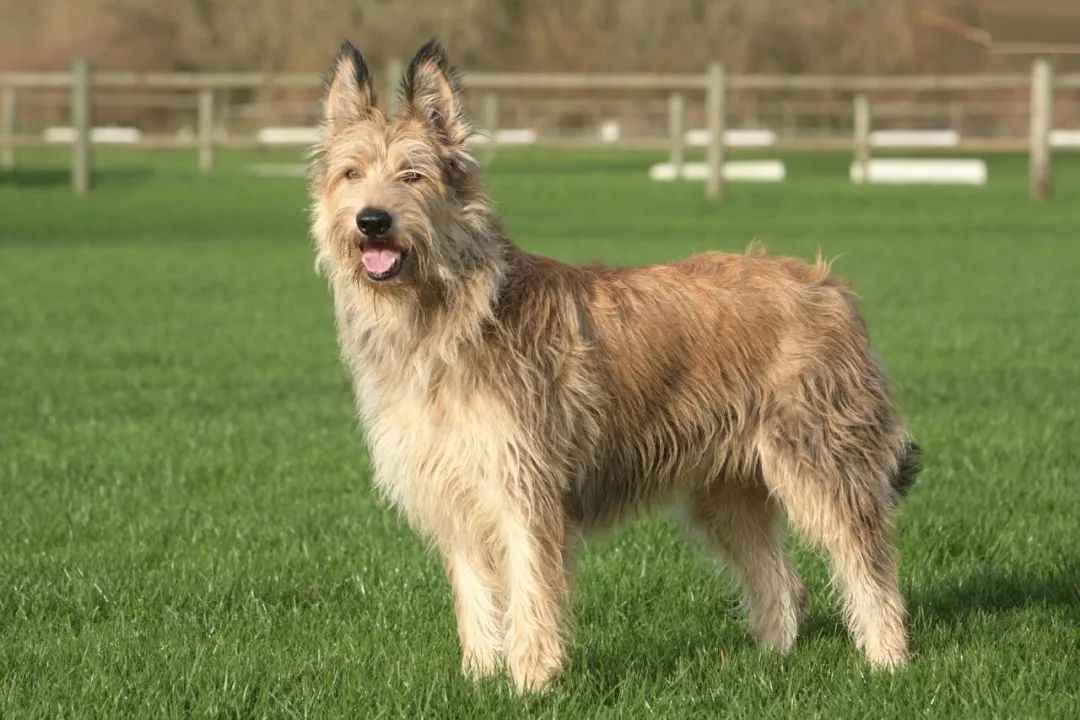 Revealed: The Resilient Legacy of the Berger Picard, France’s Ancient Herding Guardian